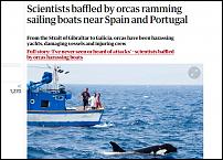 Click image for larger version

Name:	killer whales.jpg
Views:	146
Size:	69.2 KB
ID:	135089