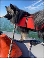 Click image for larger version

Name:	Dog getting sea legs.jpg
Views:	109
Size:	97.3 KB
ID:	143537