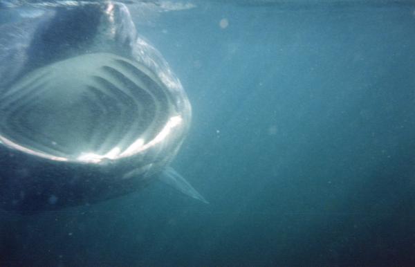 Basking shark off the Point of Ardnamurchan