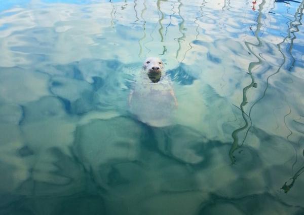 Kilmore Quay's resident seal.