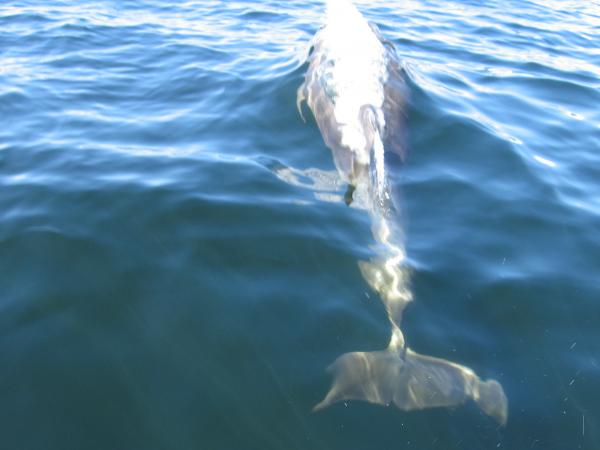 Donegal Dolphins