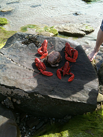 Lunch on Kildonan beach. Doesn't get any fresher