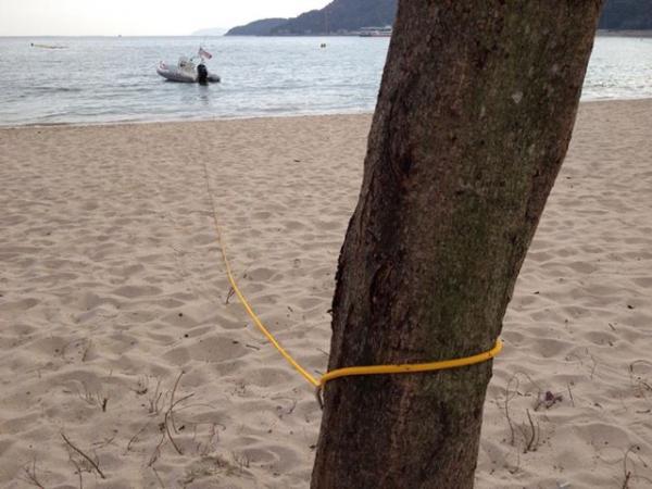 My beach line around the tree... can you see the black  ants on the yellow line??? the tree had a ants nest in!!