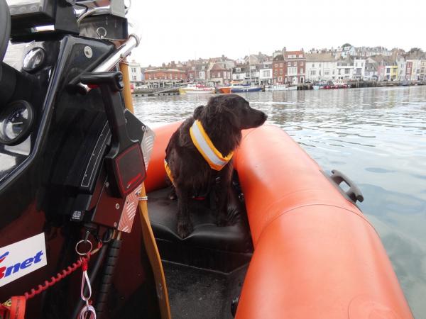 Grace the dog taking in the sights of Weymouth.