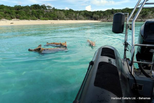 Pig Beach Excursion, Bahamas