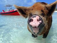 Swimming Pigs of Exuma - in DECEMBER!