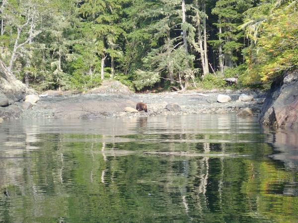 We were just finishing setting up mooring lines across this little cove at north end of Hanson Island where we decided to camp a couple days when this fella showed up for dinner. Intended to off load on the beach and camp just above in the trees.  Tried yelling to scare him off or see his reaction, nothing, didn't even twitch an ear.  Hmm, grizzly, lets go somewhere else tonight.