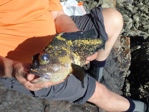 Fresh Menu Item - China Rockfish