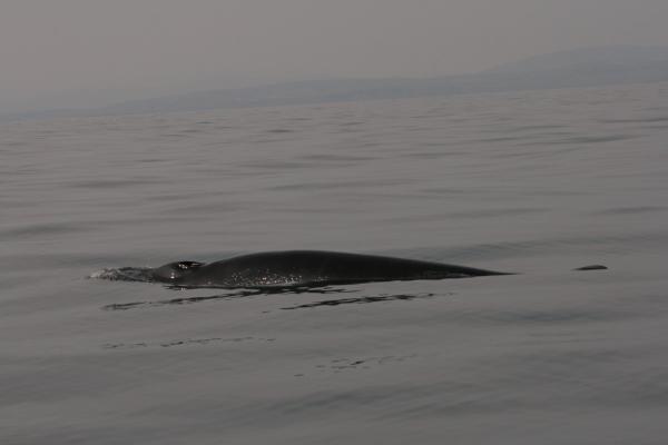 Big Minke surfaced beside the Cobra just North of the Fastnet returning from Cape Clear while heaved-to to  switch tanks. 2014