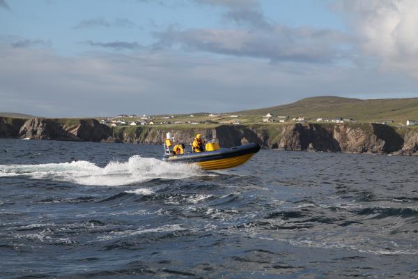 Merlin off the Antrim Coast (2)