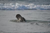 Newfoundland dogs