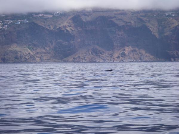 A Right Whale off Madeira !

My only Whale photo so had to include !