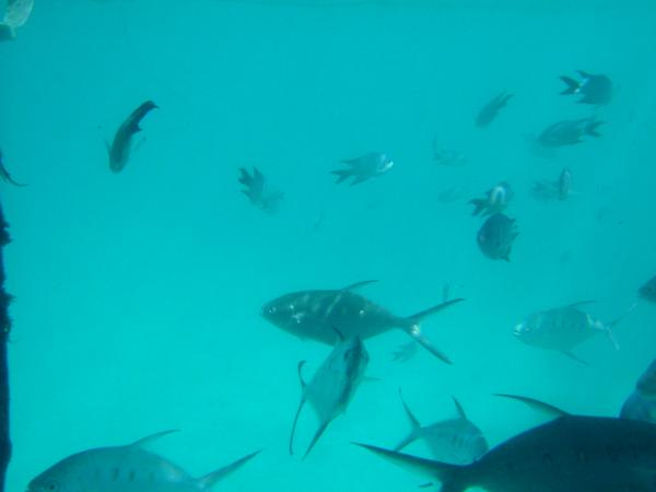 Great Barrier Reef - Oz

( as seen thru glass-bottomed boat )