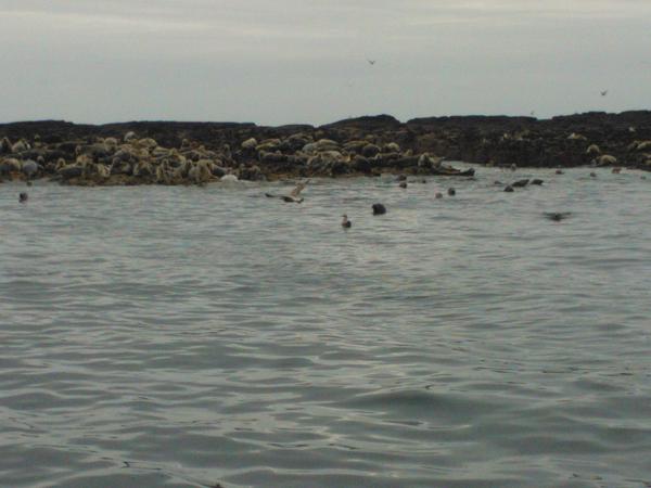 Farne Islands