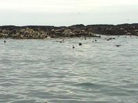 Farne Islands